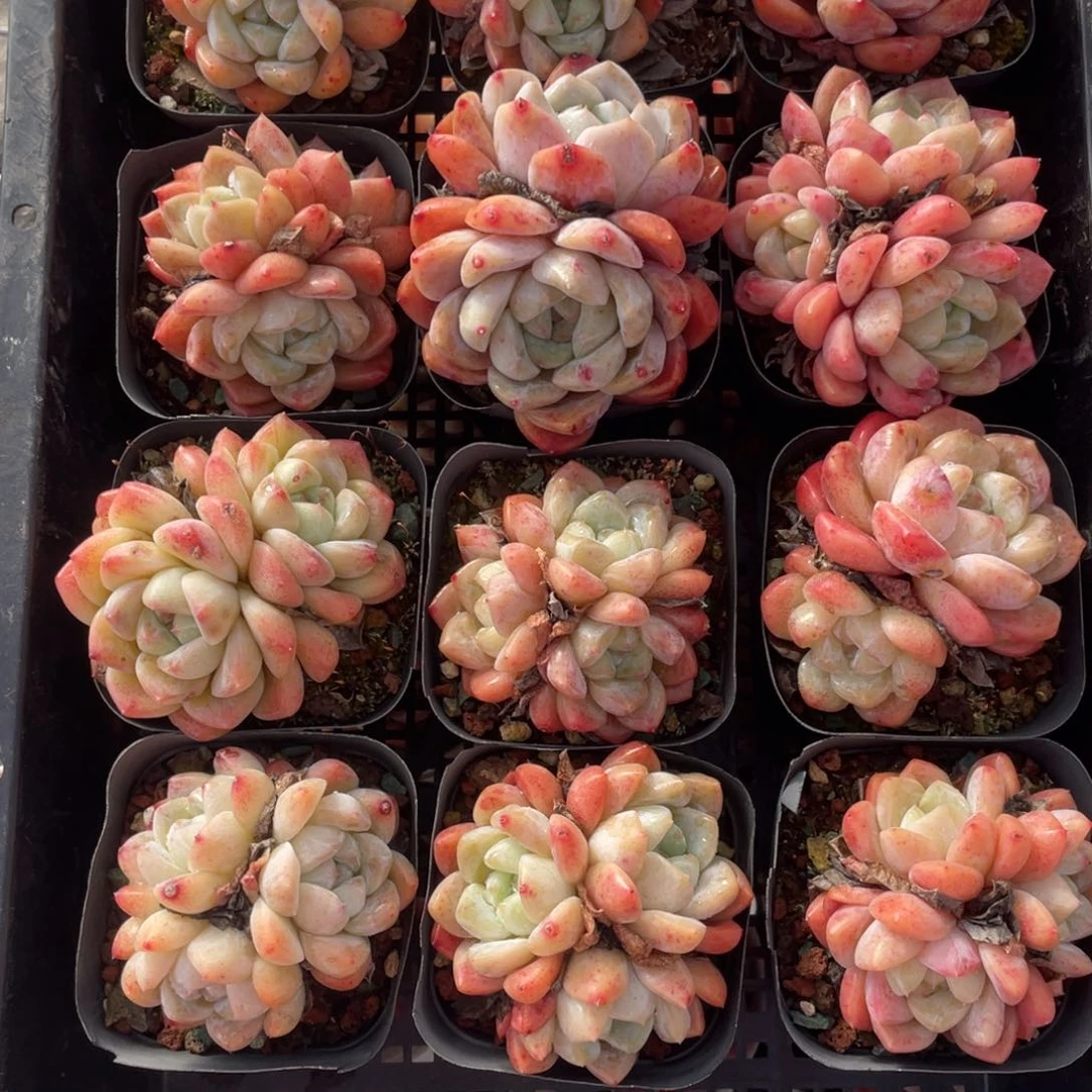 多肉植物十二个精品组154