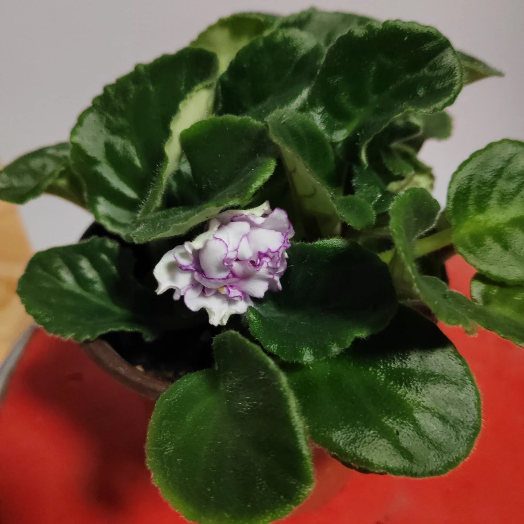 紫罗兰一盆包邮到家