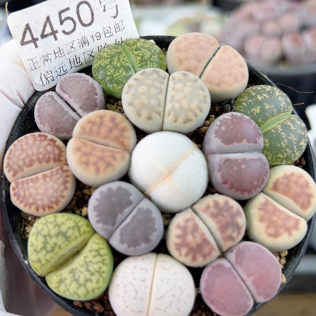 4450 好养易活生石花大母本