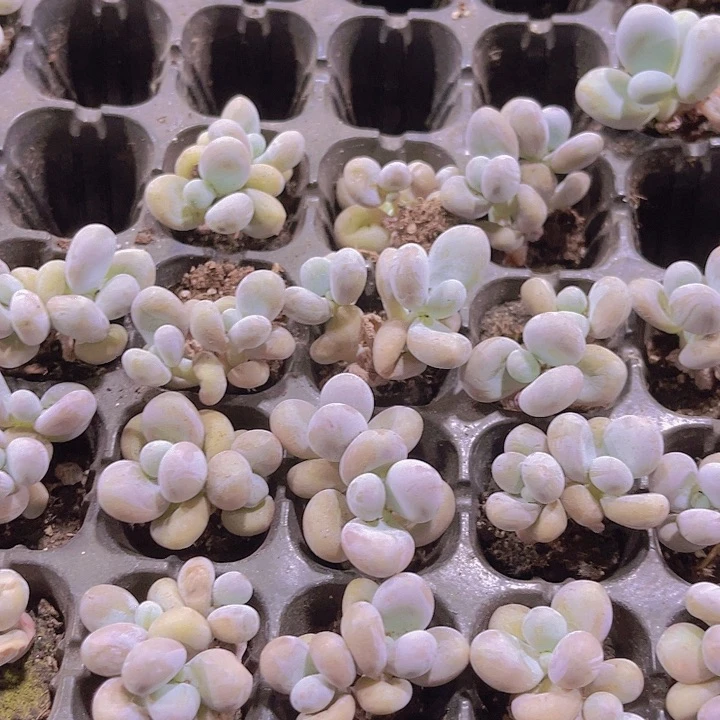 精品双头蛋黄奶多肉植物