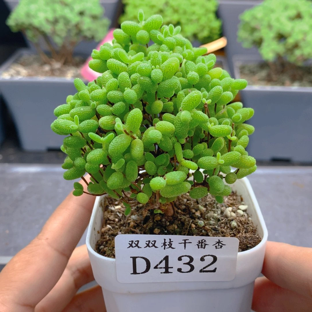 432蜜橘。