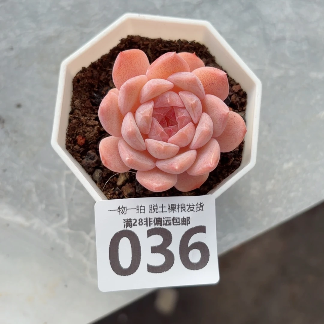 草莓果酱无盆土发货