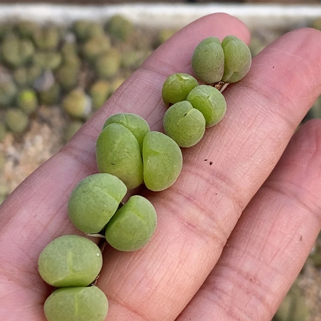 5819 短毛翠滴五颗