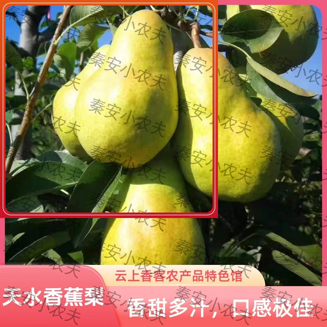 天水正宗老品种洋梨太婆梨香蕉梨梨软糯香甜多汁新鲜应季水果
