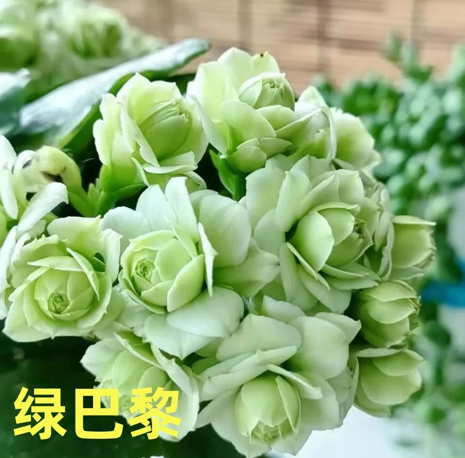 【绿巴黎11cm盆】重瓣大花