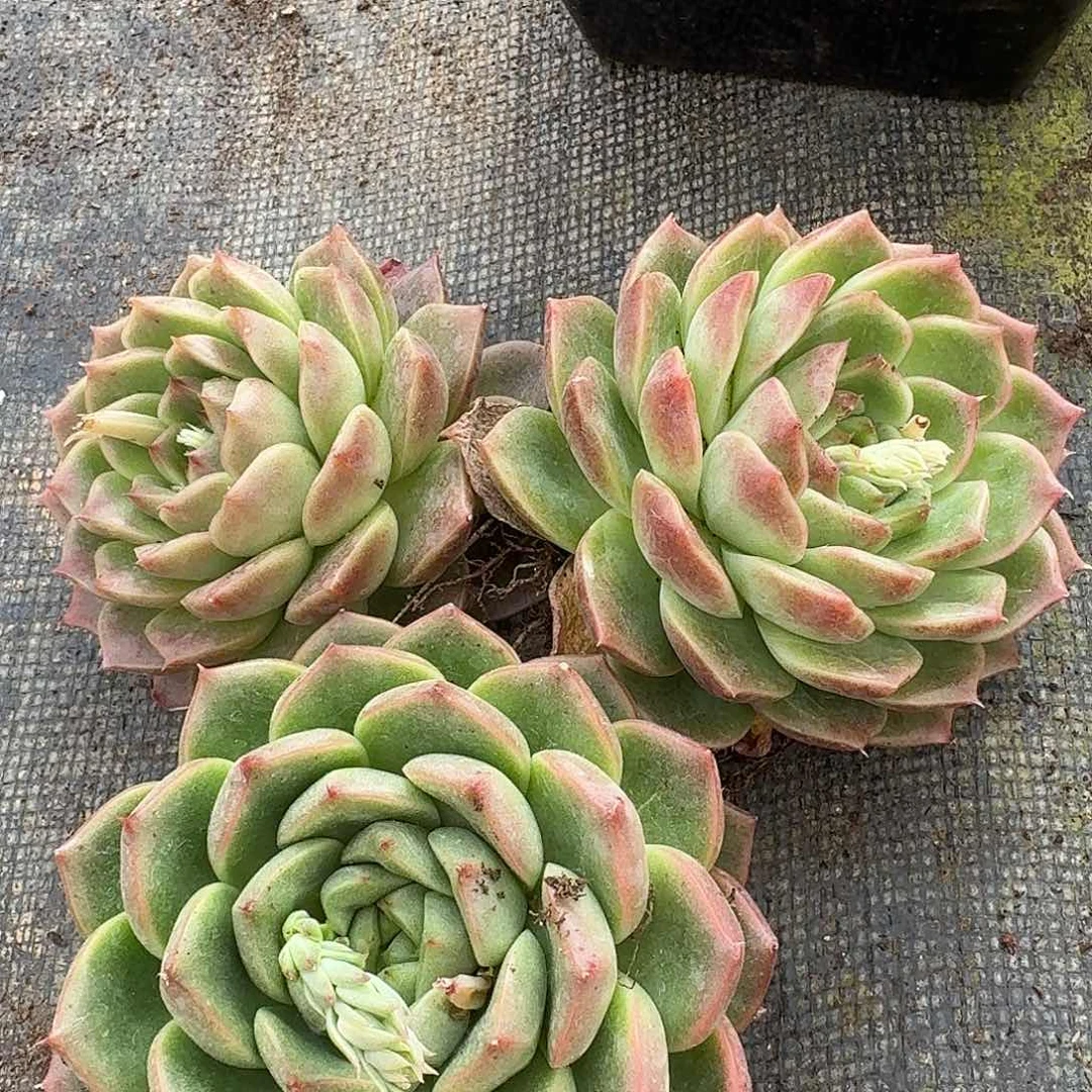 麦秆绿菜三颗量拍8-31