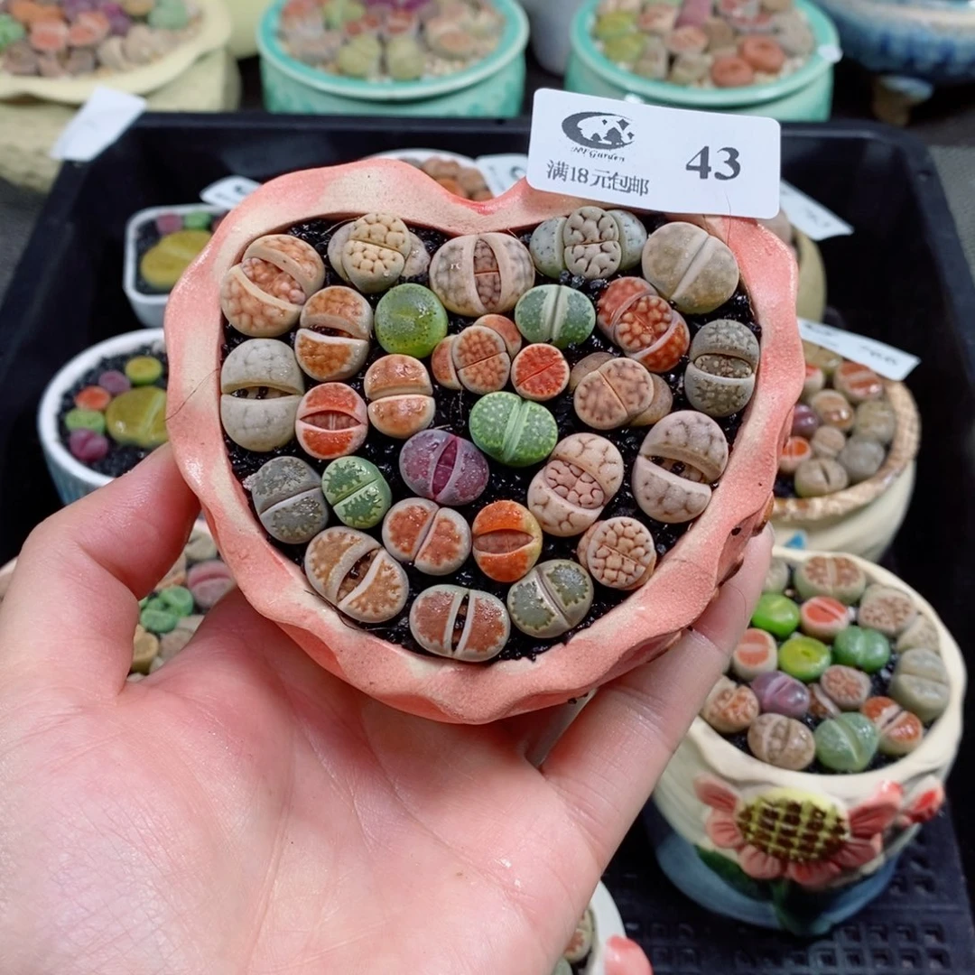 生石花花花花花43