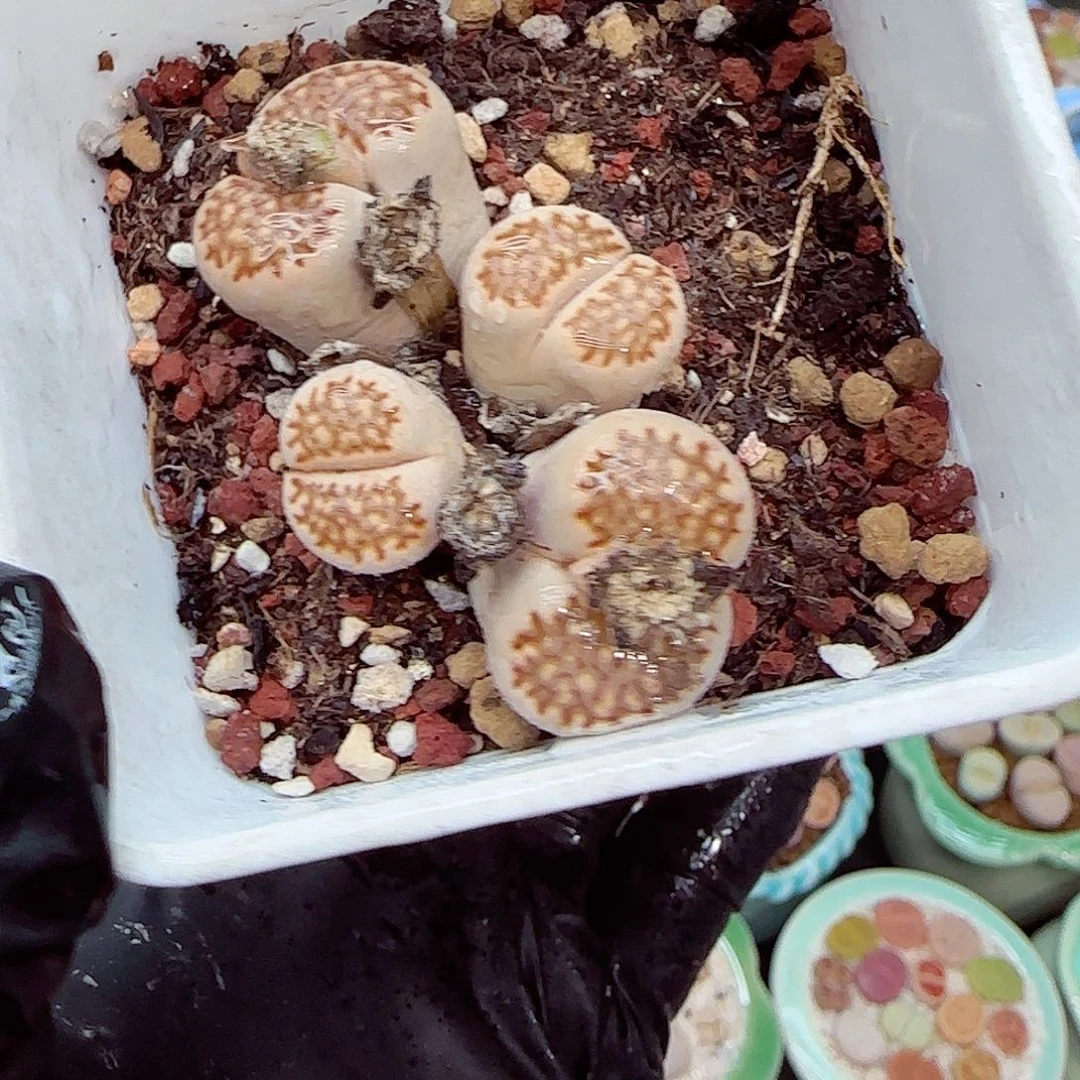 生石花满18包邮0105-61