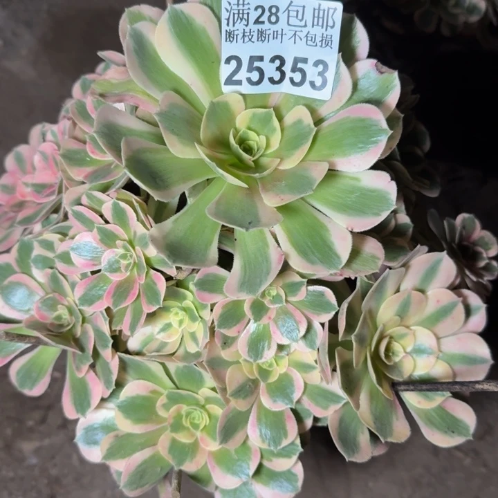 25353女郎多肉植物