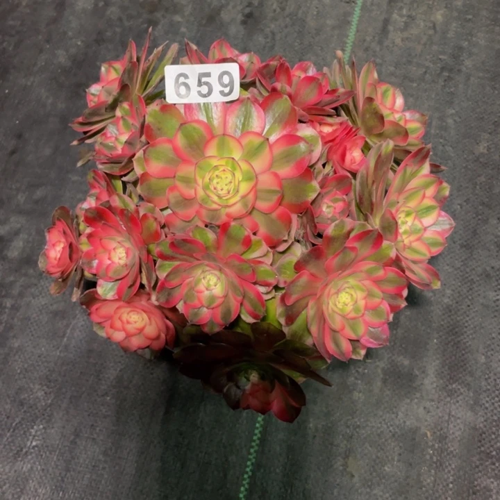 659老庄多肉法师荔枝