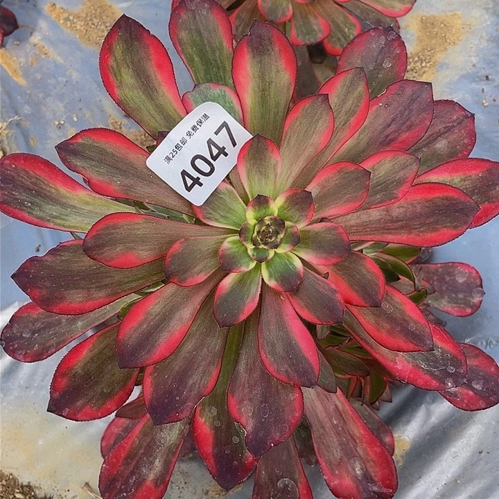 4047烟花多肉植物