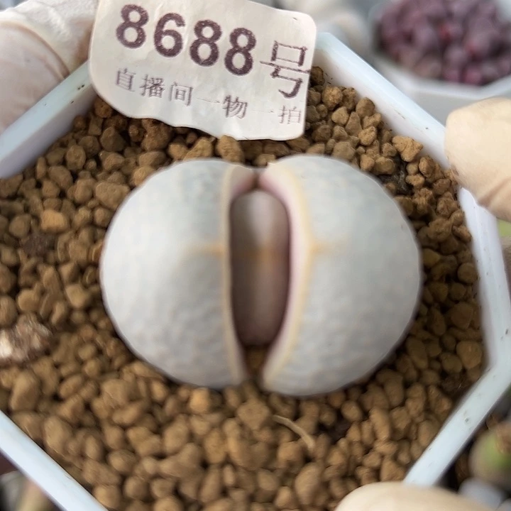 8688五年超大高尔夫3.6cm已经服盆