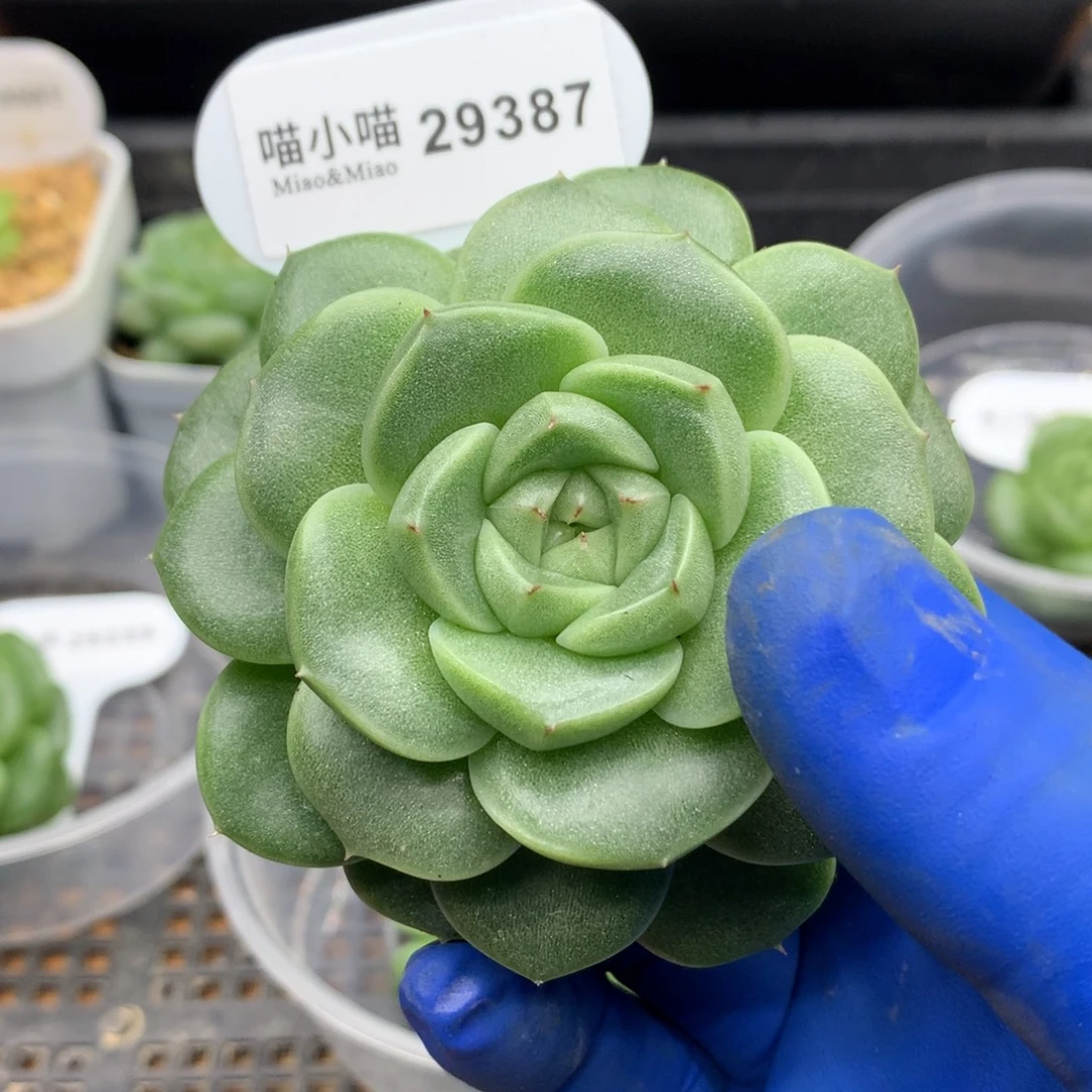多肉植物杂交珍妮