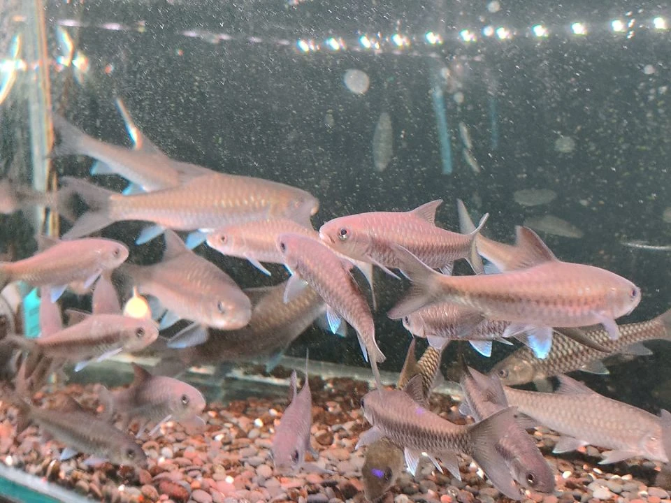 繁殖鱼蟹虾清水河保山异口蓝吉罗