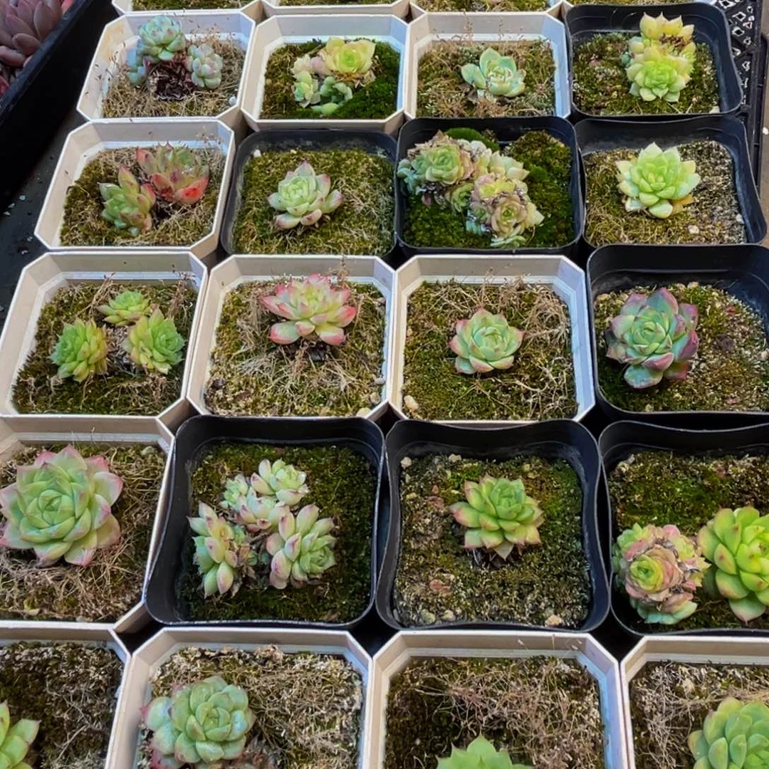 631多肉植物的生长发育规律