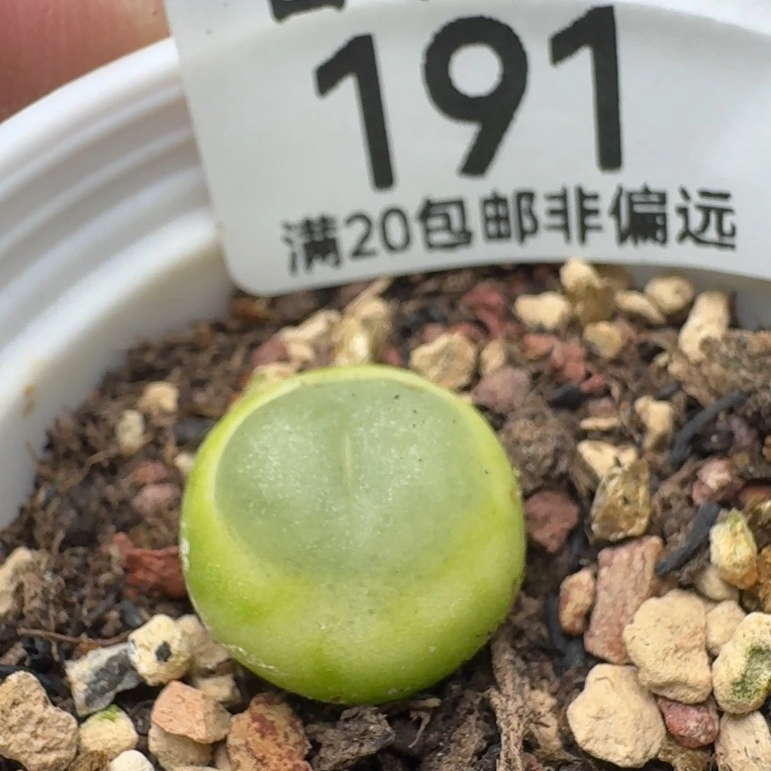 拉登1.3➕。   带盆土1200