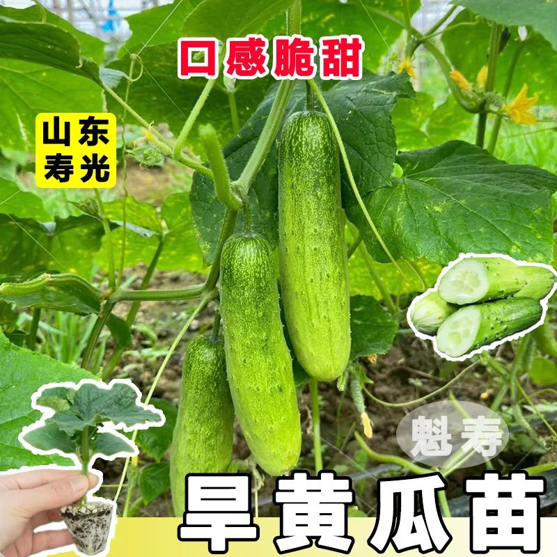 【旱黄瓜苗】优质高产早熟成活率高优质带土球穴盘种苗蔬菜苗正宗