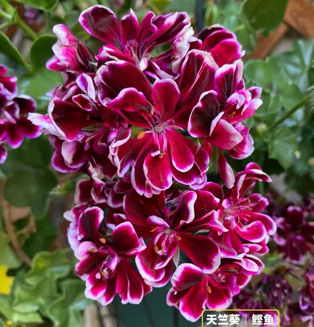 垂钓鲣鱼——新品垂钓中苗发货包对版