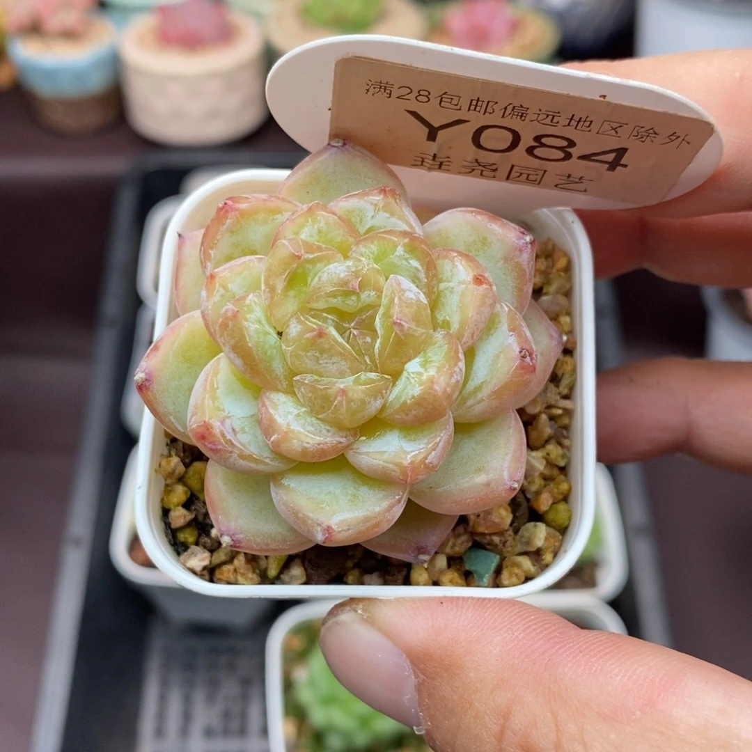 0084 钻石珍妮 4.5cm