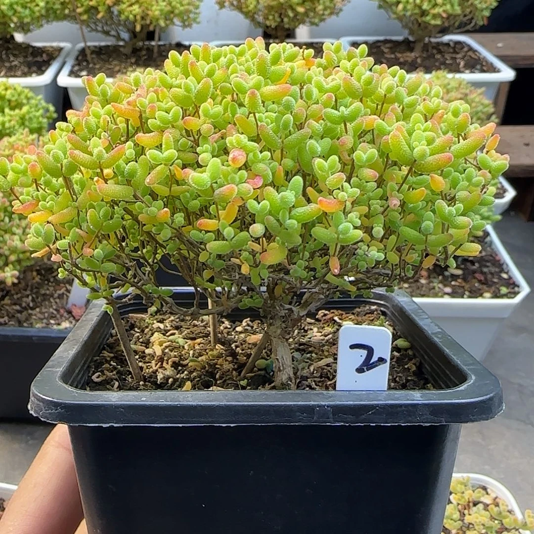 蜜橘糖球一物一拍