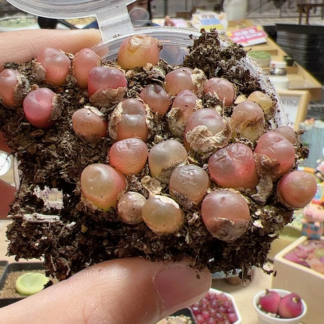 【闪购商品】339 超毛