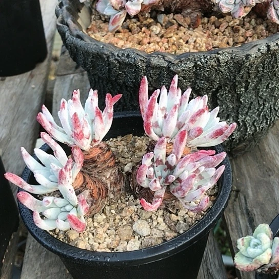 韩货棒叶仙女棒杯