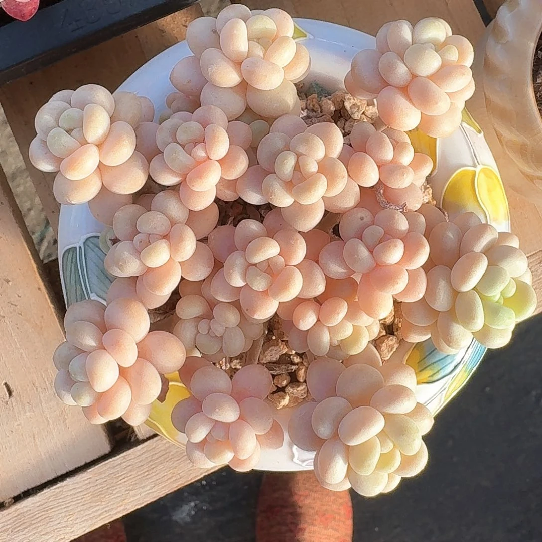 鱼子酱趴地群生无砍脱土