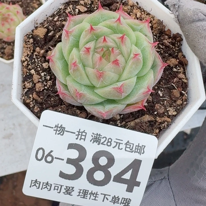 莲华无盆土发货多肉多肉无