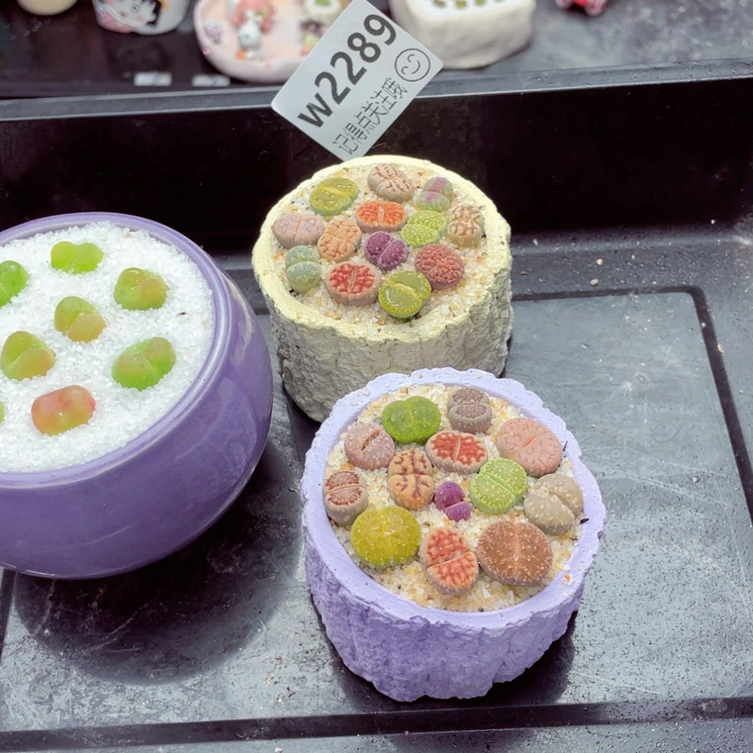 w2289 带盆土发货也要拍