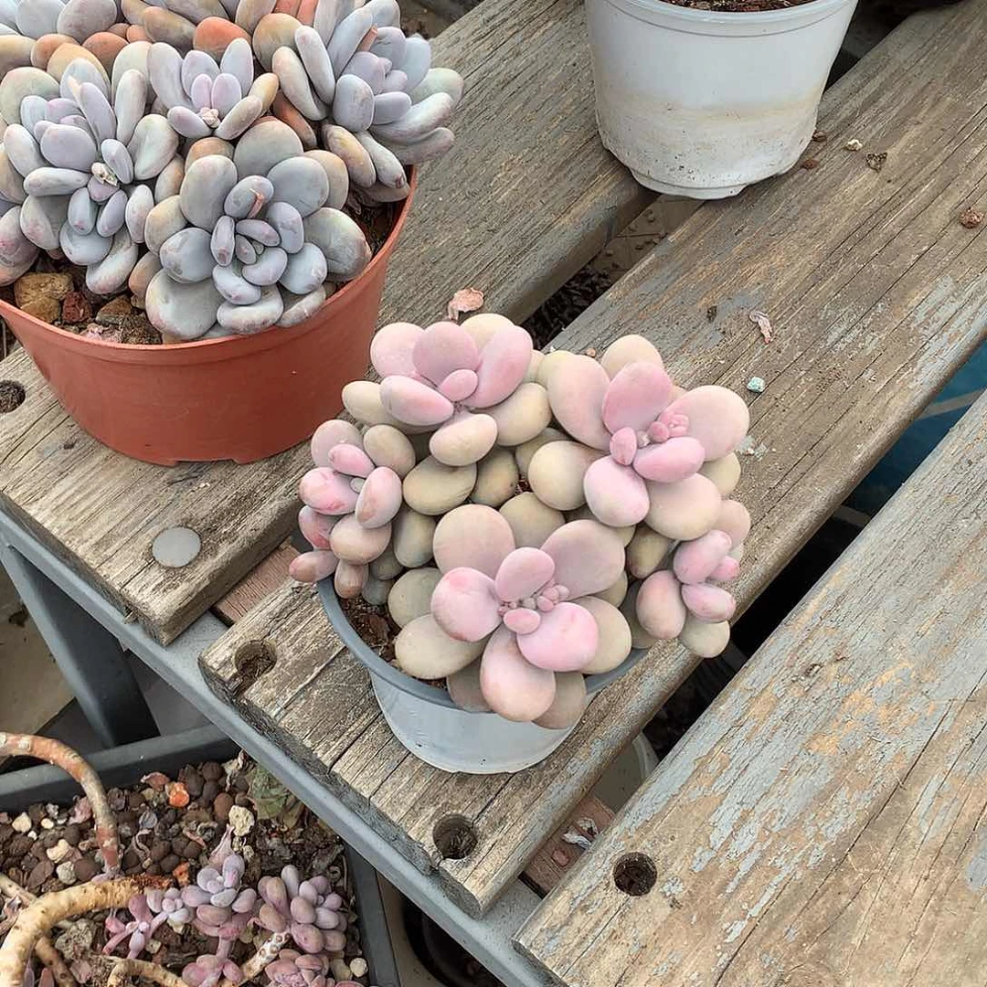 圆叶桃蛋一物一拍