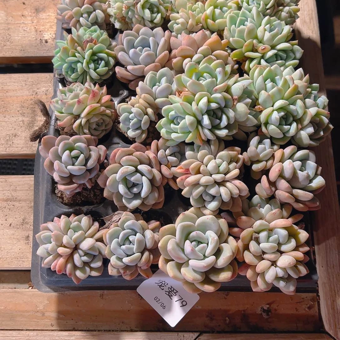 直播福利一物一拍79