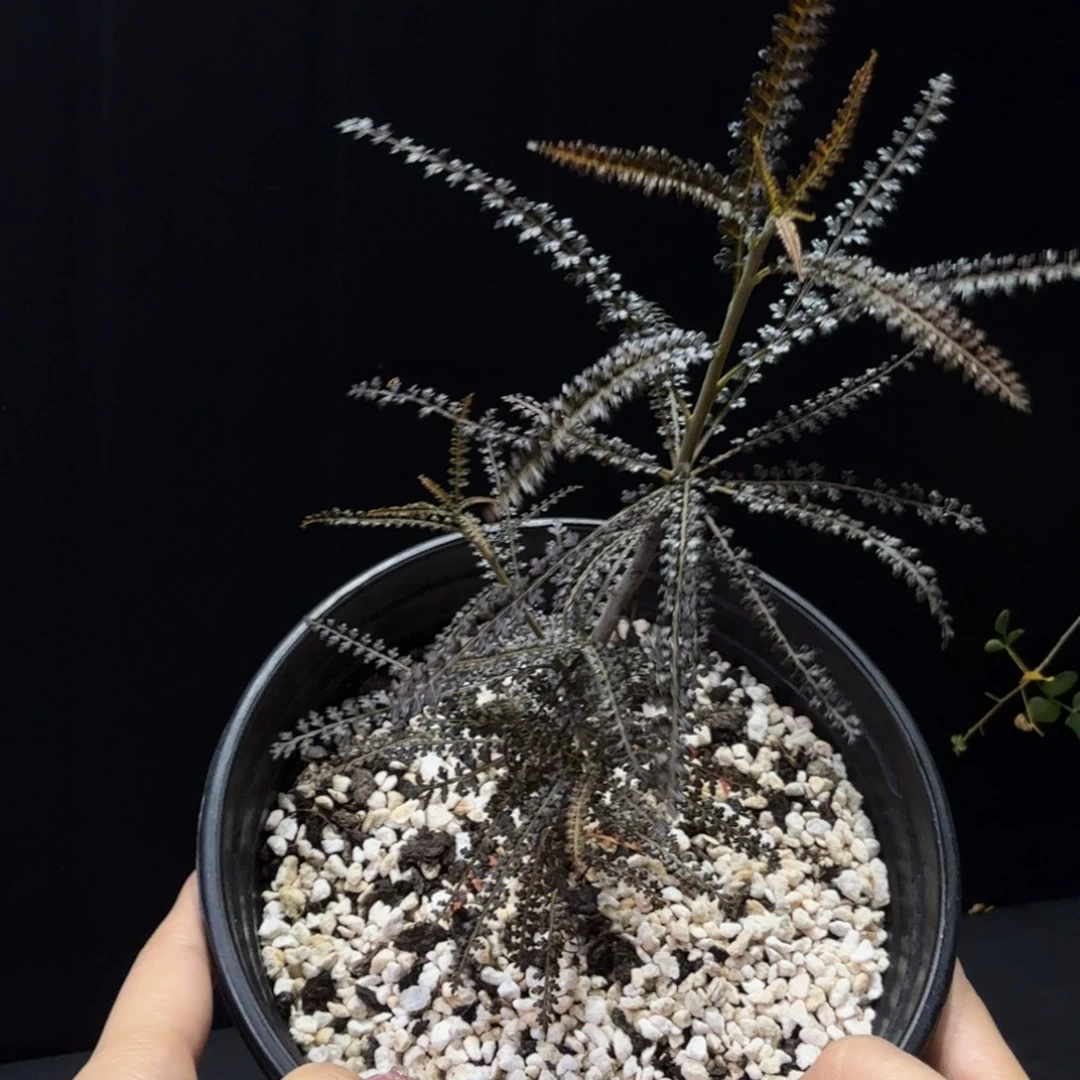 索科特拉乳香黑叶