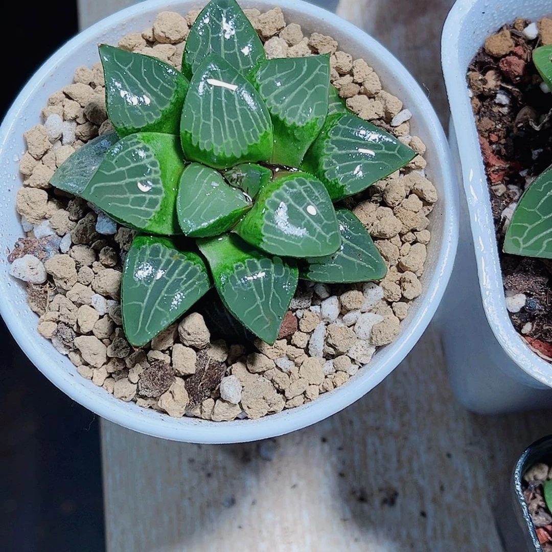 红酒克新寿福利款