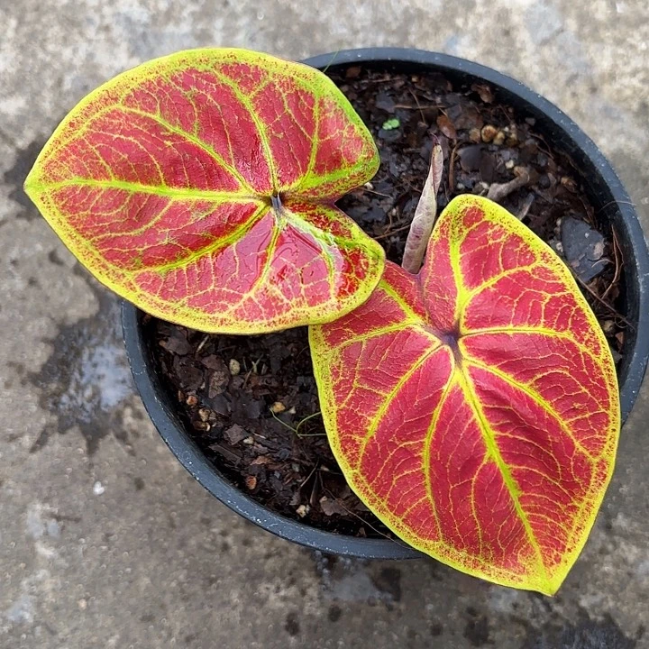 68-0104金饭碗广东现货