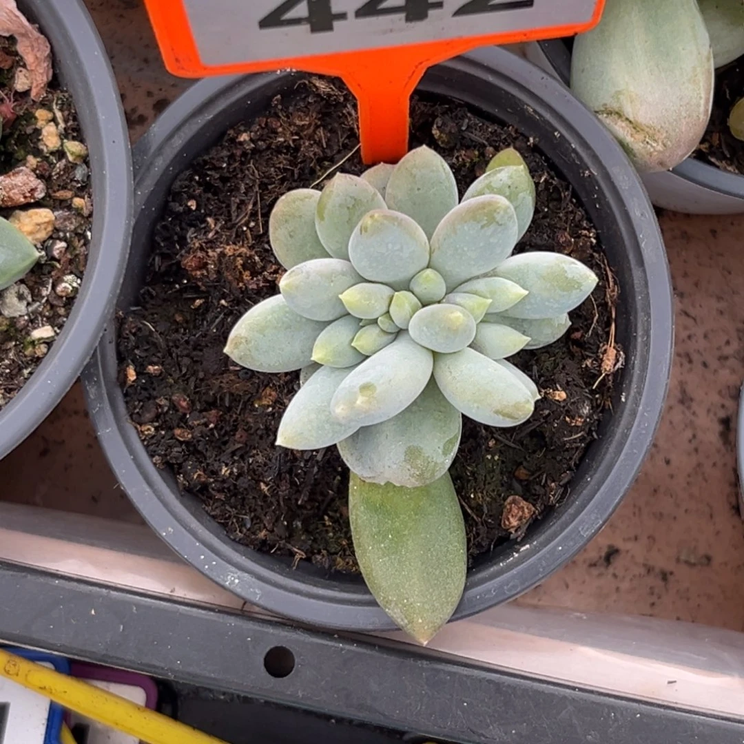 多肉植物胖特哥特缀442
