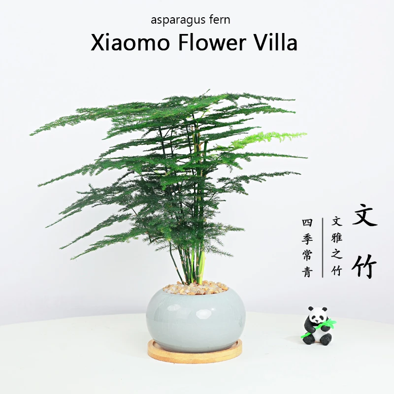 文竹小盆栽含陶瓷盆美化环境室内桌面绿植花卉