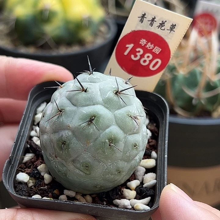 自根习志野3.7cm一棵仙人球