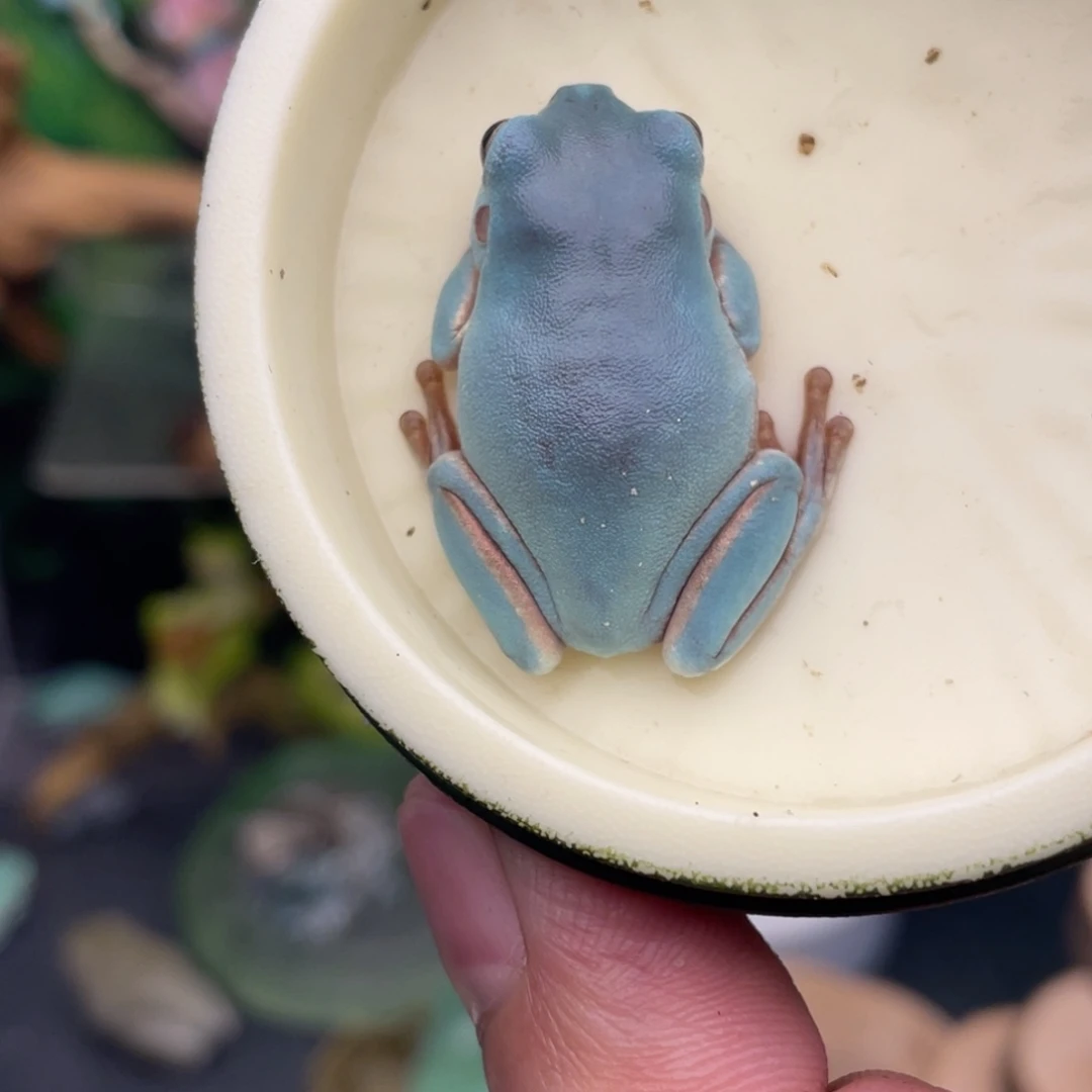 老爷树蛙私藏紫蓝