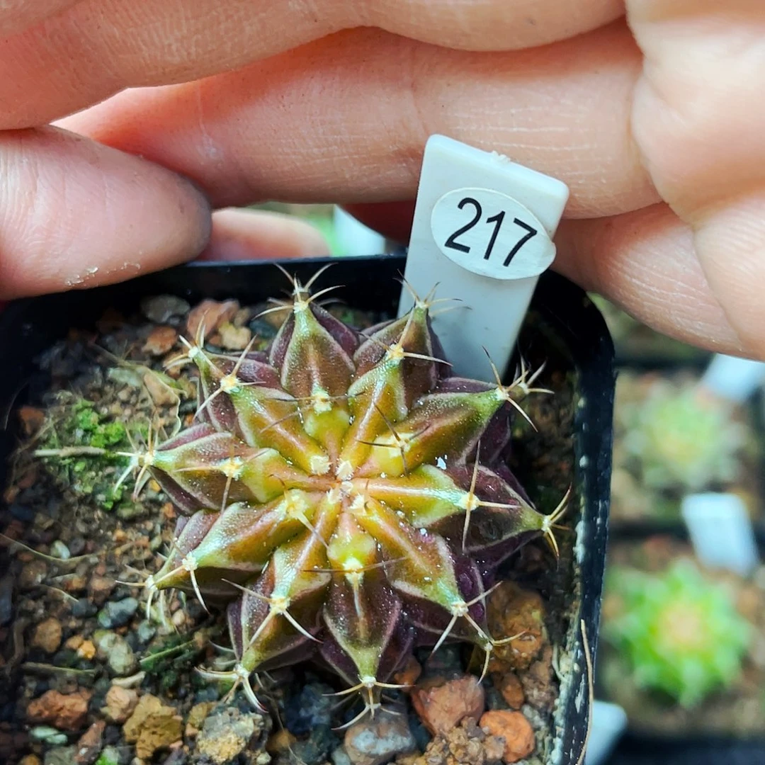 小***？非偏远地区满25包邮仙人球