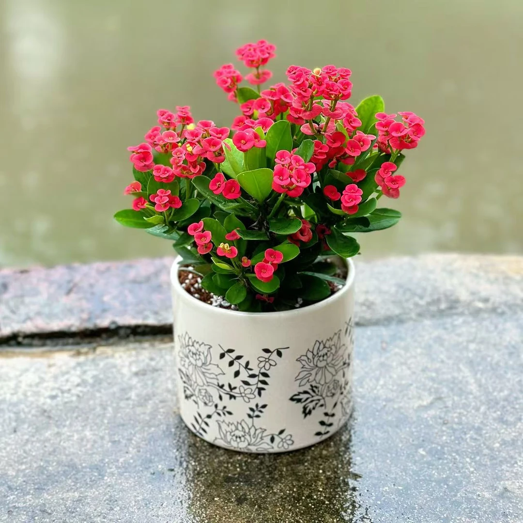 铁海棠虎刺梅自然花卉室外盆景绿植四季开花办公阳台花卉开花植物