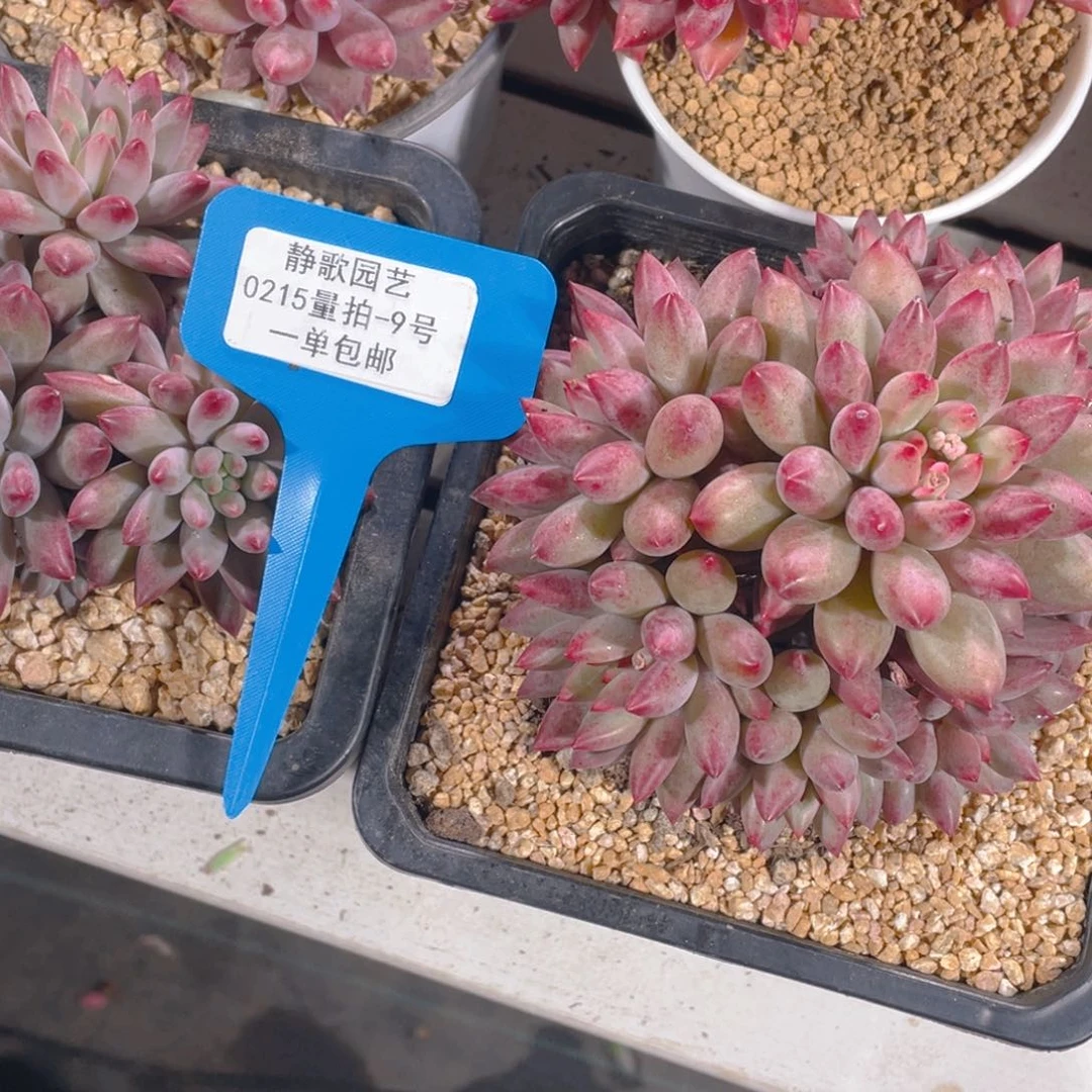 0215-9-大群彩体捧花虞美人福利一颗