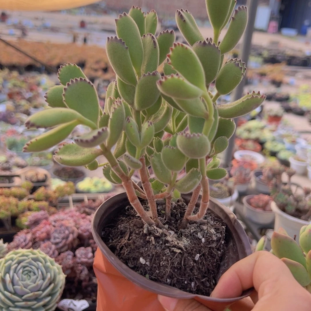 熊童子整装整群老桩