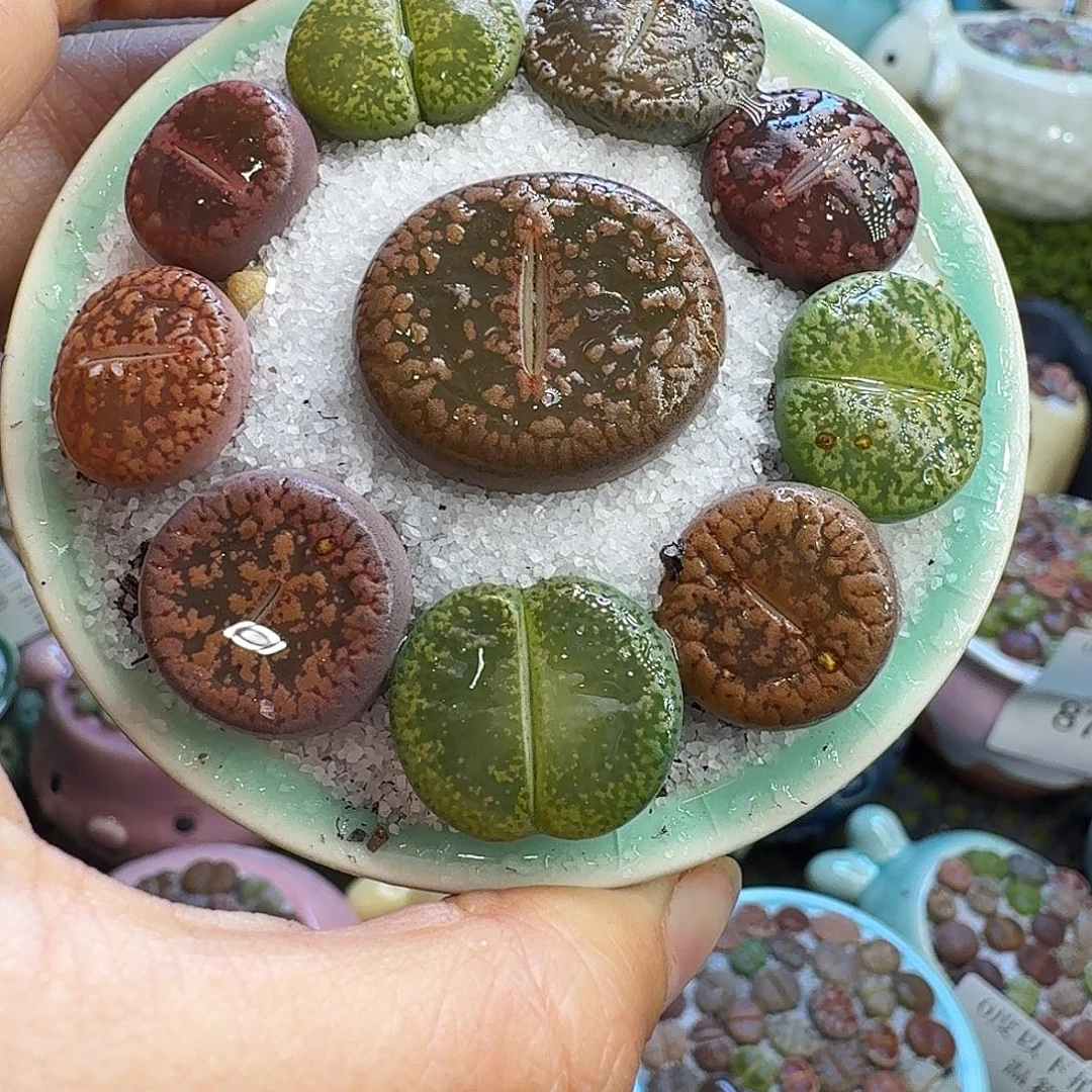 多肉植物开播福利冲880