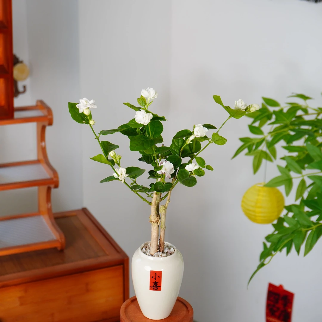 茉莉花室内桌面办公室绿植花卉花香四溢好养活老桩