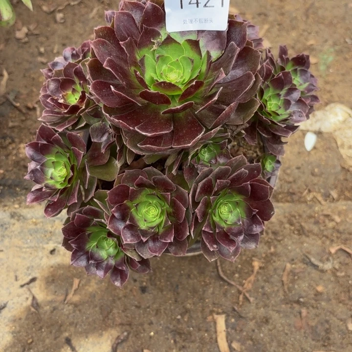 赤焰莲多肉处理不包断头1421