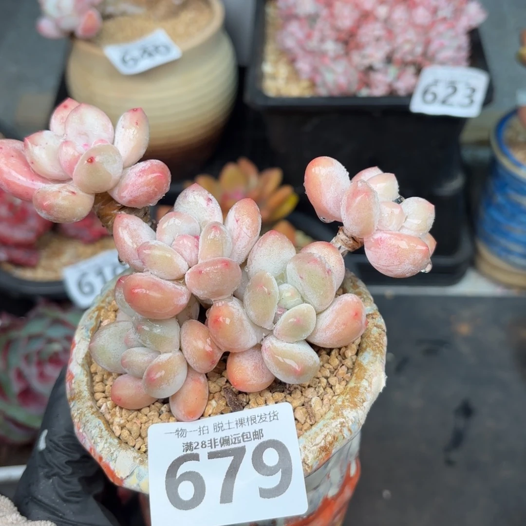 香水老桩无盆土发货