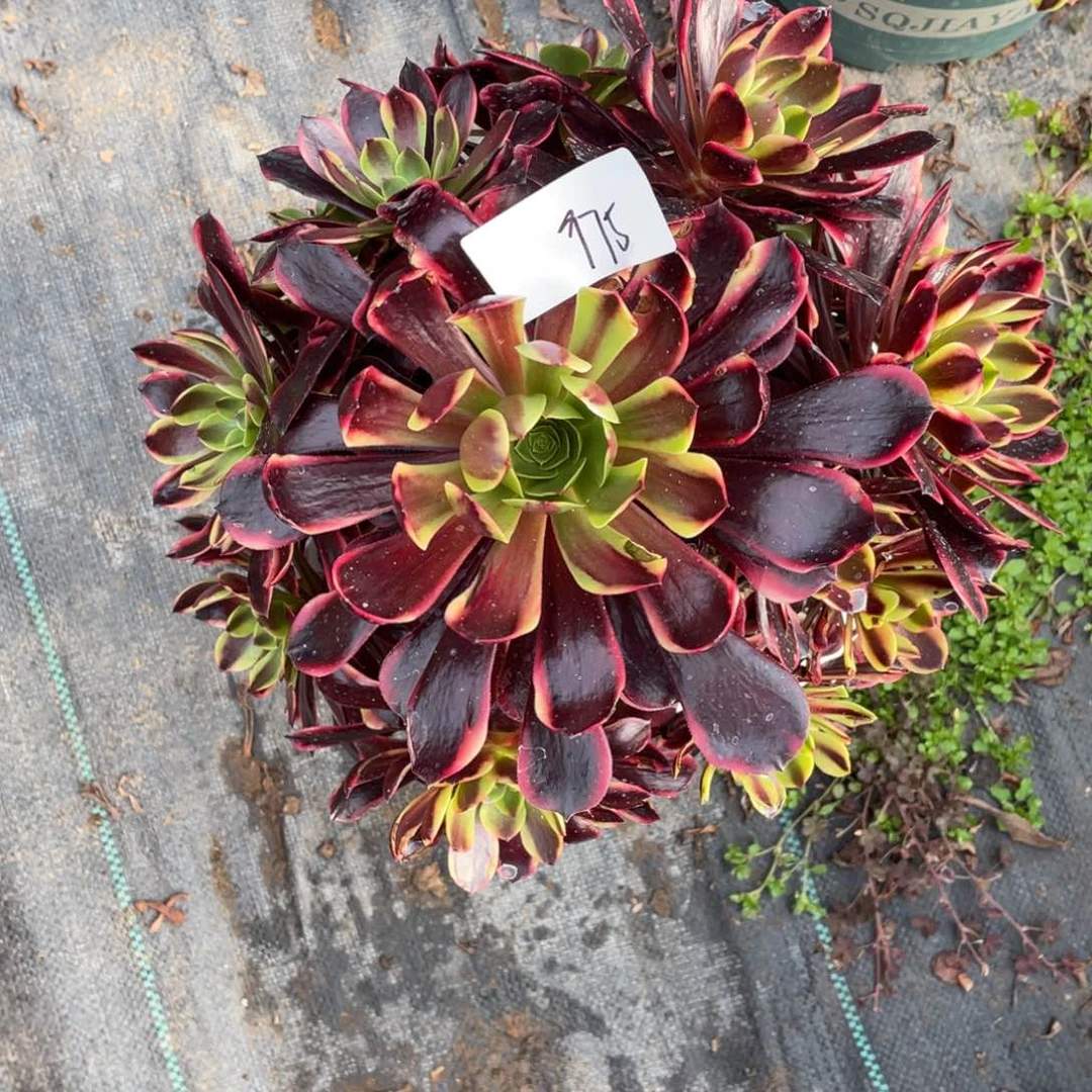 婷*老五多肉97511111111