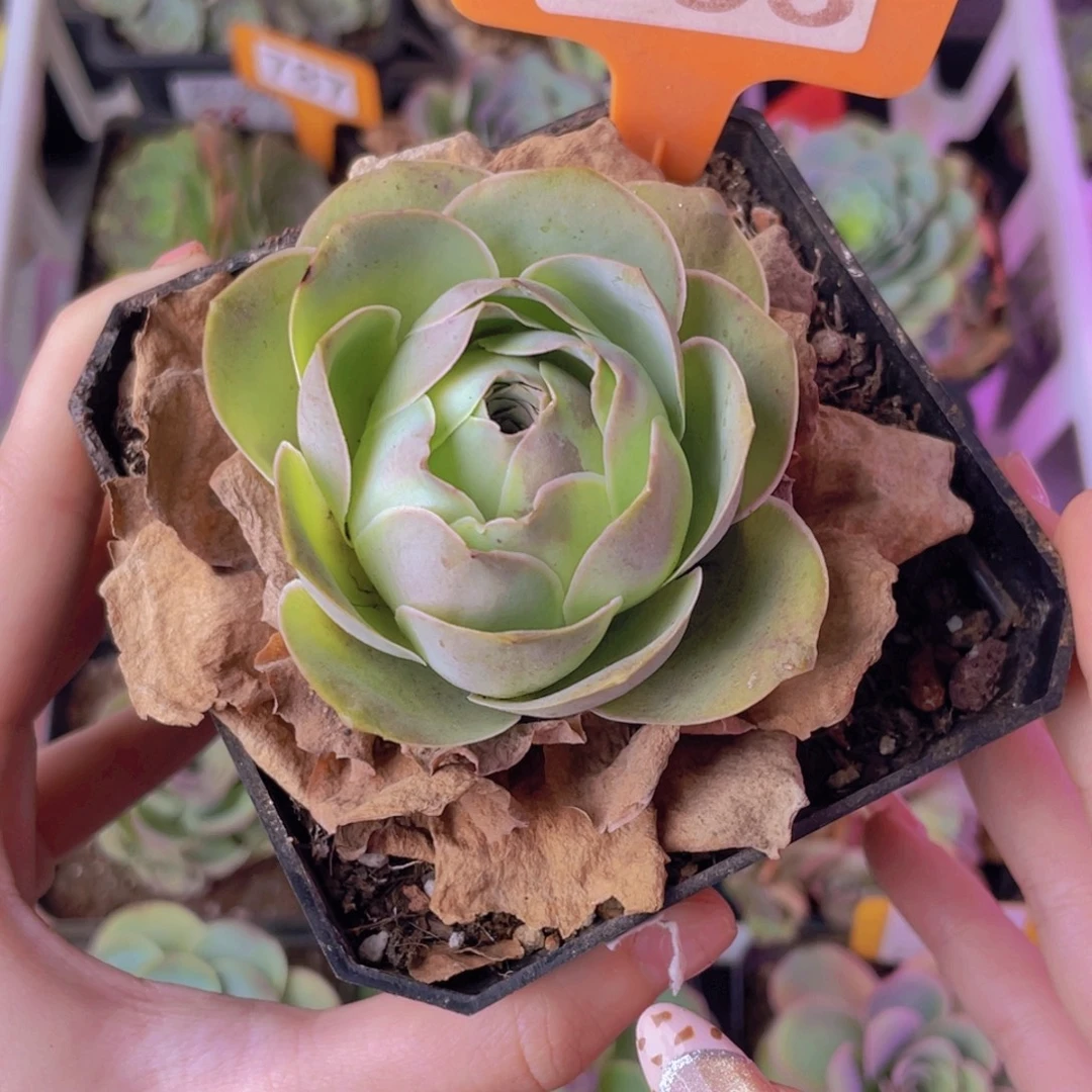 单品一物一拍853号山地玫瑰