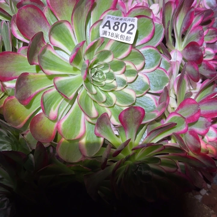 多肉法师咯朵朵朵