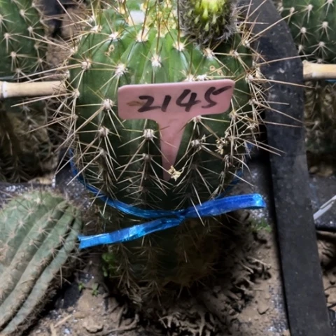 清清46毛花柱微瑕2145号